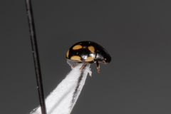 Hyperaspis disconotata