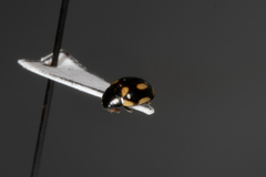 Hyperaspis disconotata