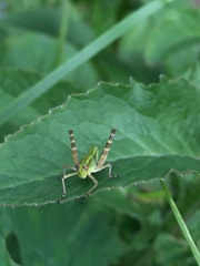 Gomphomastax clavata