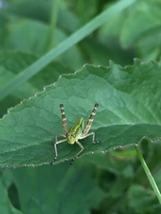 Gomphomastax clavata