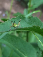 Gomphomastax clavata