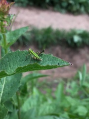 Gomphomastax clavata