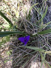 Tradescantia bracteata