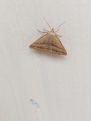 Macrochilo absorptalis