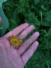 Trollius dschungaricus