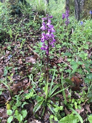 Orchis mascula