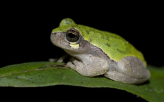Hyla avivoca