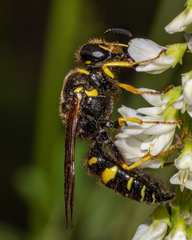 Aphilanthops frigidus