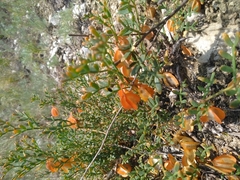 Zygophyllum pinnatum