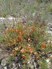 Zygophyllum pinnatum