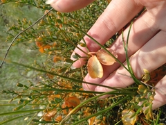 Zygophyllum pinnatum