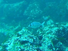 Gay's Morwong photo 5