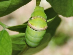 Papilio polytes