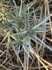 Eryngium glomeratum