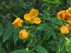 Senna stipulacea