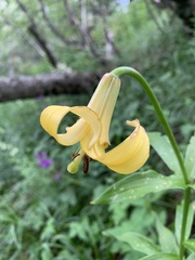 Lilium monadelphum