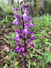 Orchis mascula