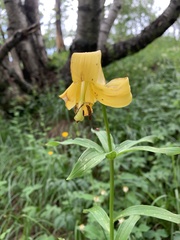 Lilium monadelphum