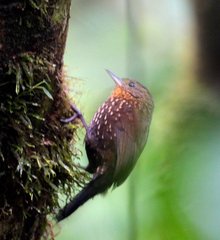 Premnoplex brunnescens