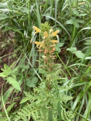 Pedicularis condensata