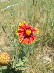Gaillardia pulchella