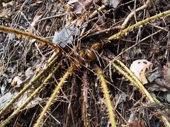 Polystichum polyblepharum