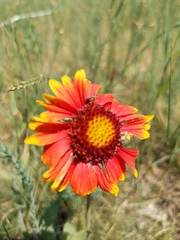Gaillardia pulchella