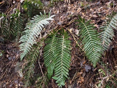 Polystichum polyblepharum