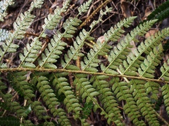 Polystichum polyblepharum