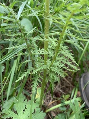 Pedicularis condensata