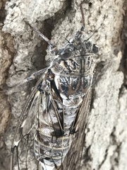 Cicada mordoganensis