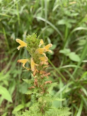 Pedicularis condensata