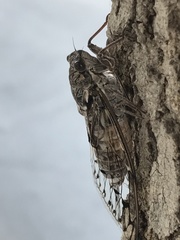 Cicada mordoganensis