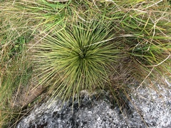 Aciphylla subflabellata