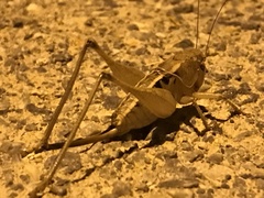 Bucephaloptera bucephala