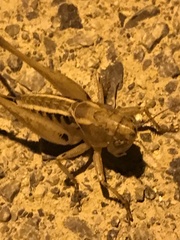Bucephaloptera bucephala