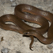 Smooth Earthsnake - Photo (c) Josh Vandermeulen, some rights reserved (CC BY-NC-ND), uploaded by Josh Vandermeulen