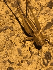 Bucephaloptera bucephala