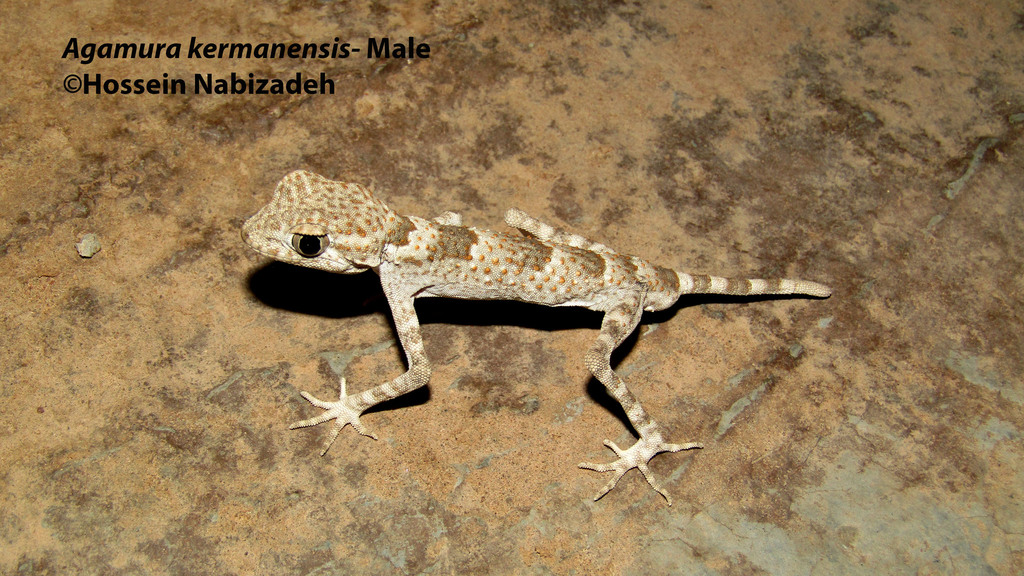 Kerman Spider Gecko