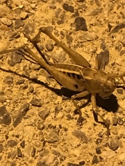 Bucephaloptera bucephala