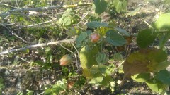 Callianthe pauciflora
