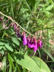 Hedysarum caucasicum