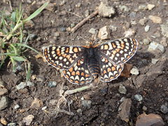 Euphydryas editha bayensis