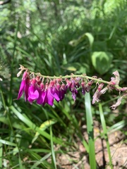 Hedysarum caucasicum