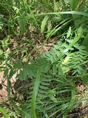 Hedysarum caucasicum