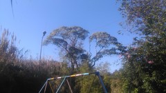 Solanum granulosoleprosum