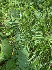 Hedysarum caucasicum