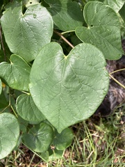 Cercis canadensis