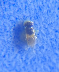 Aphelinidae