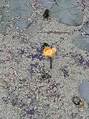 Nuphar lutea